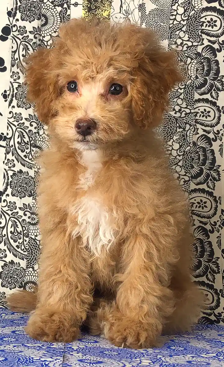 Sunshine goldendoodles sale